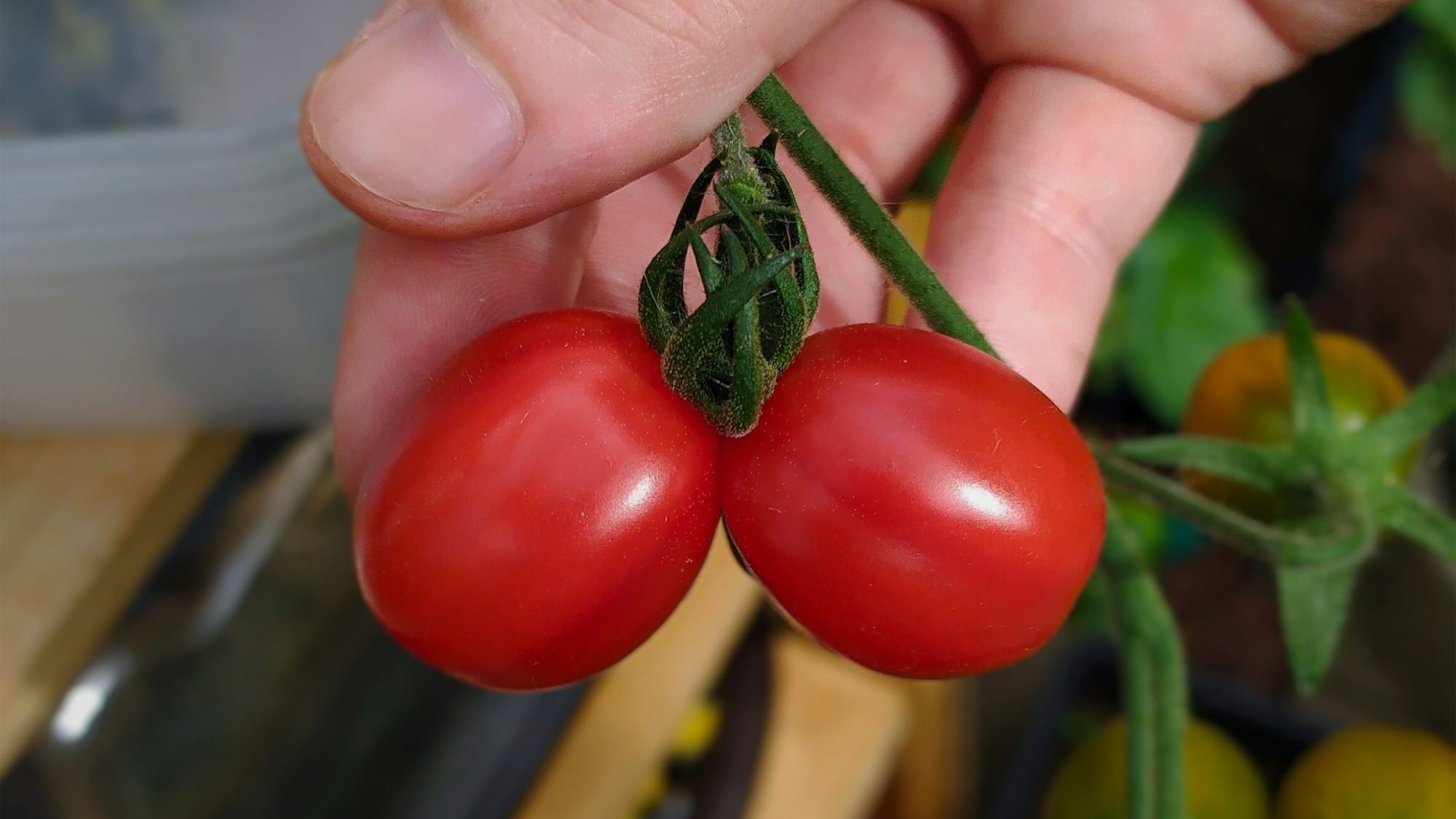 A person holding two tomatoes in their hand.