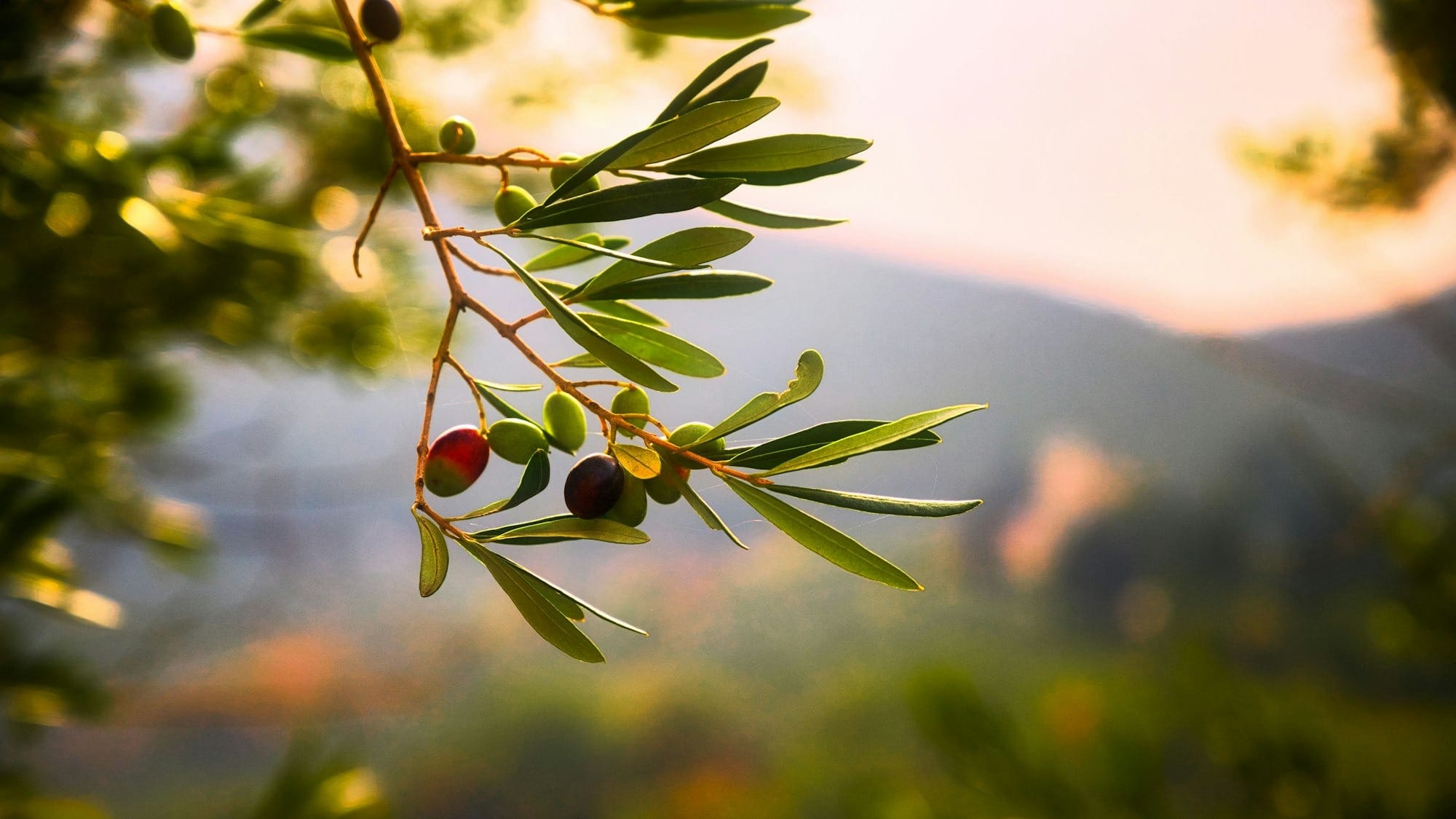 Olive tree with olive in the sunlight.