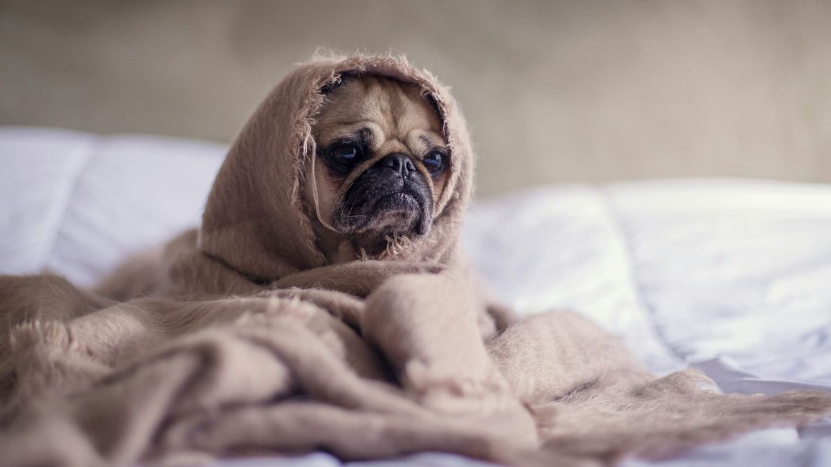 9 Ways Poor Sleep Damages Your Health