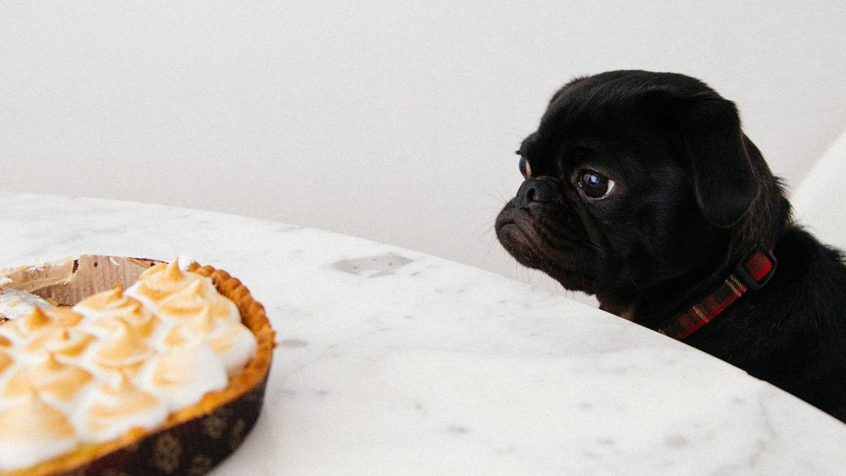 Dog looking at a dessert