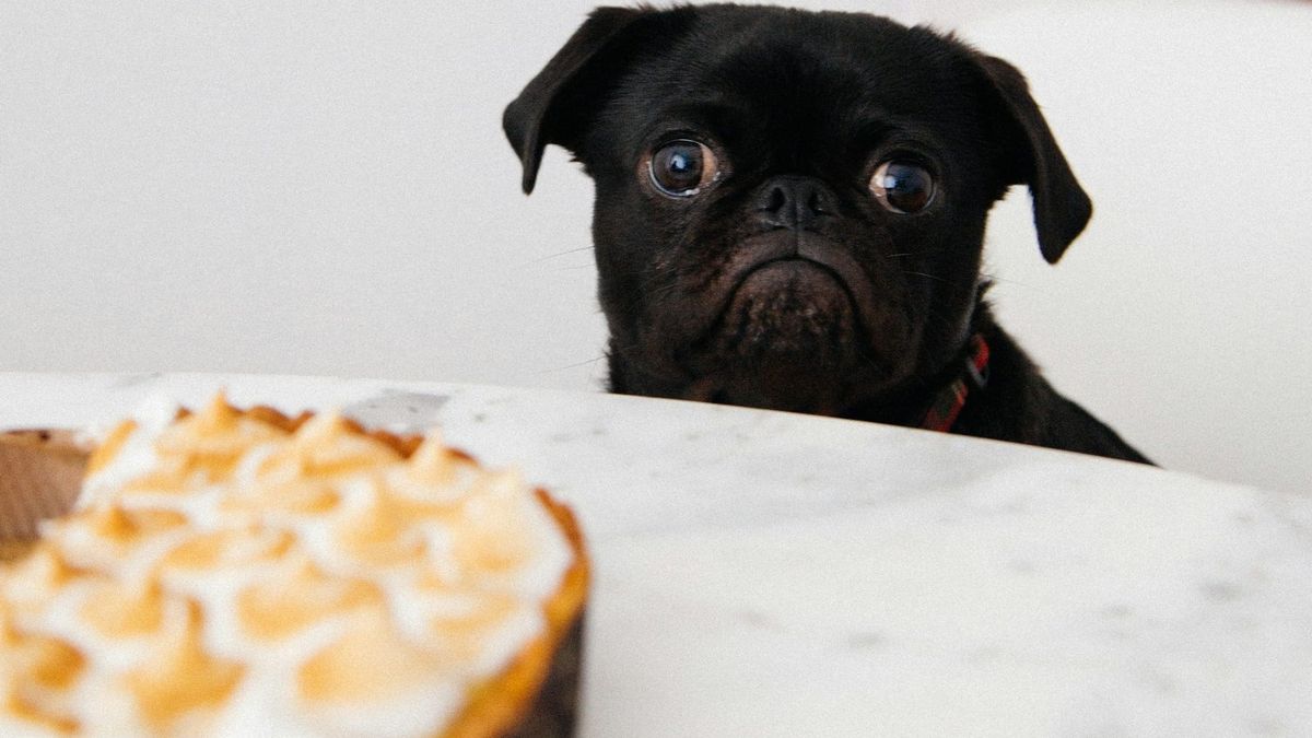 Dog looking on at a dessert