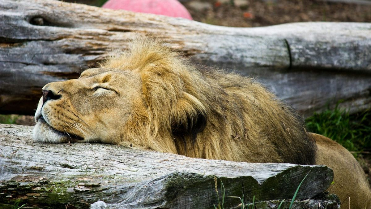 Lion sleeping on a wood log.