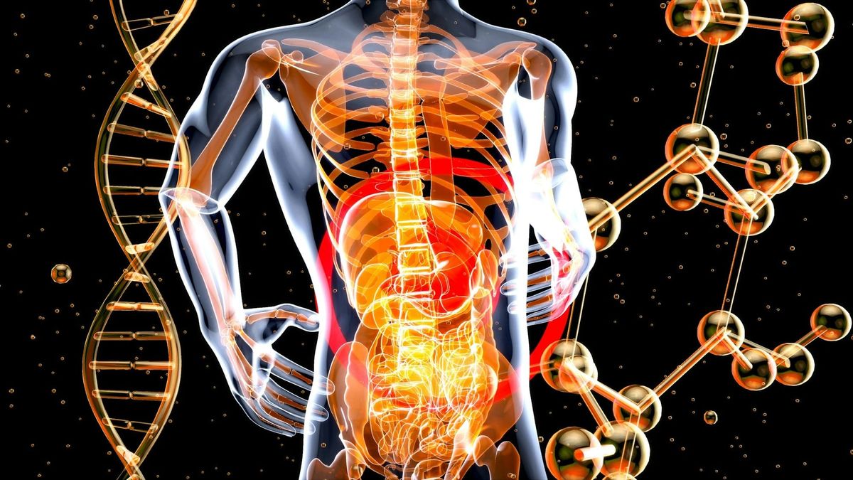Image of human depicting metabolism.