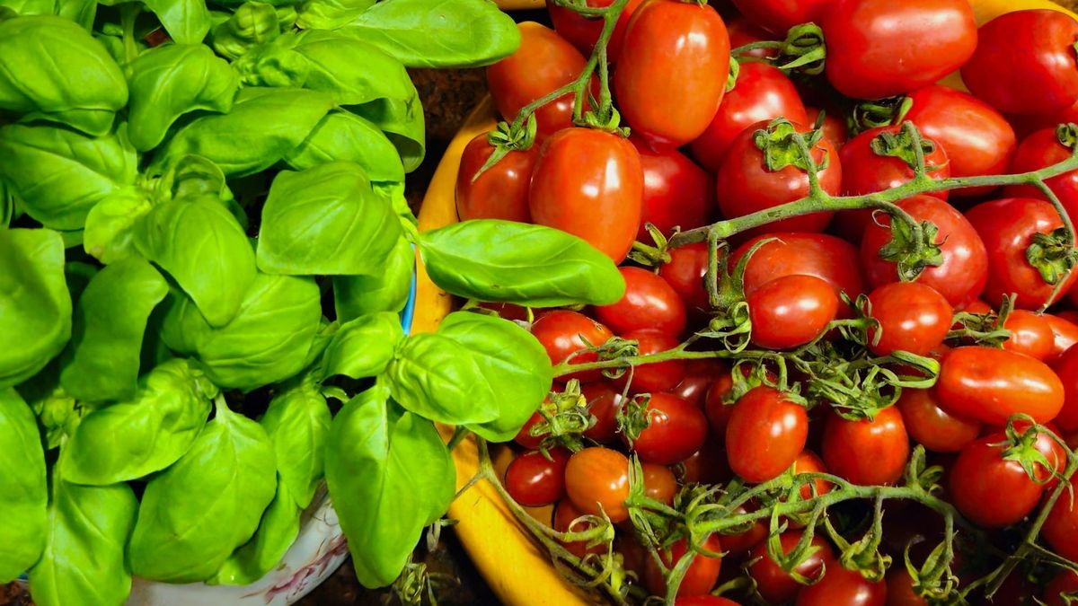 Tomato and basil next to each other in bowls.