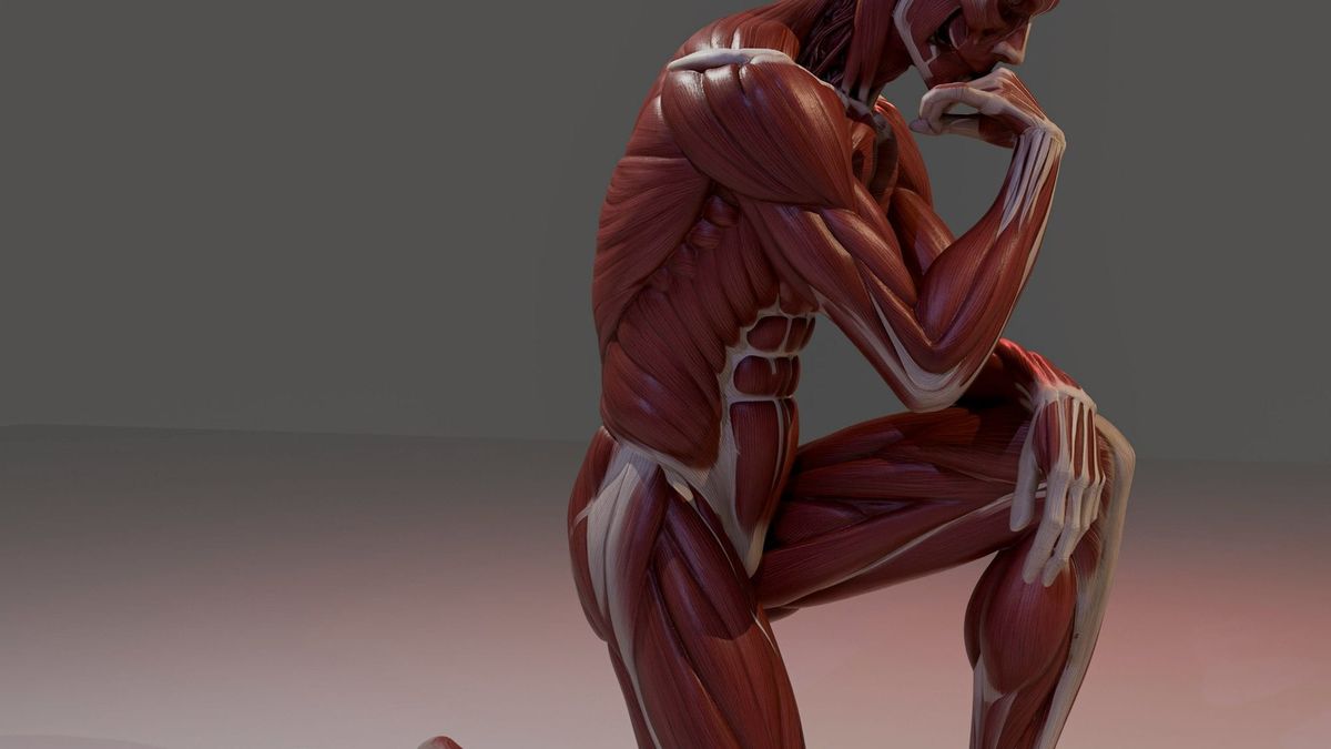 Muscle anatomy on a man taking the knee