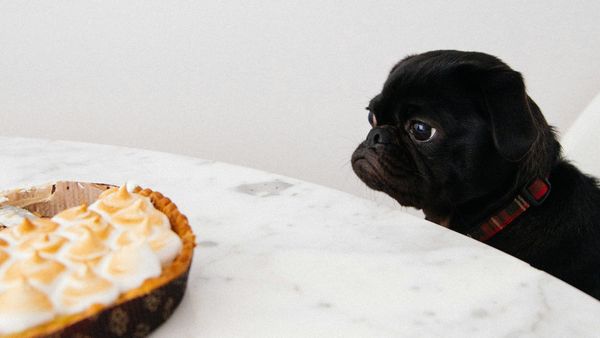 Dog looking at a dessert