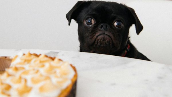 Dog looking on at a dessert