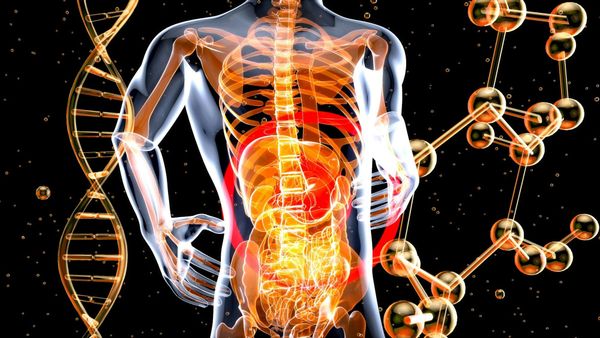 Image of human depicting metabolism.