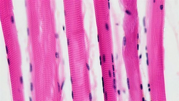 Muscle Fibres under a microscope.