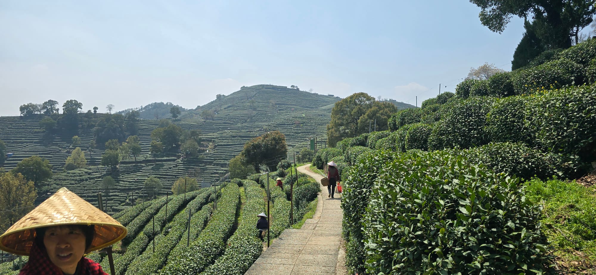 The tea fields of Longjing in Wengjiashan village