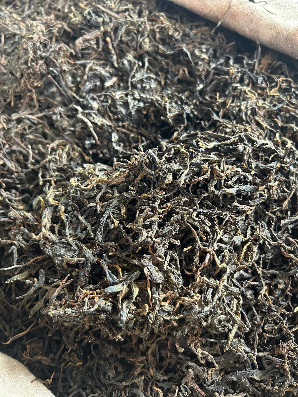 Guest Post: Pat Penny – Menghai – Tea Technique Research Trip 2026