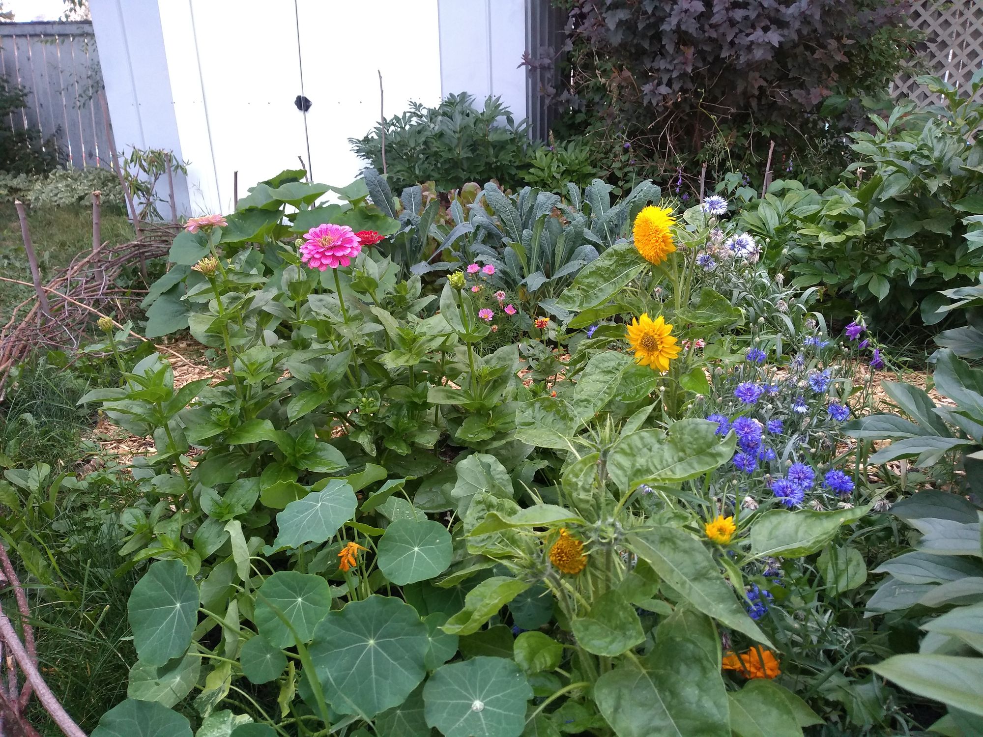 Mixed flowers beside vegetable plot.