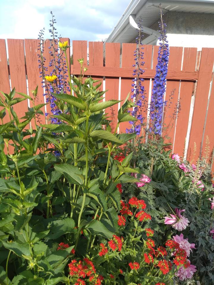 Mixed flower bed beside wood fence.