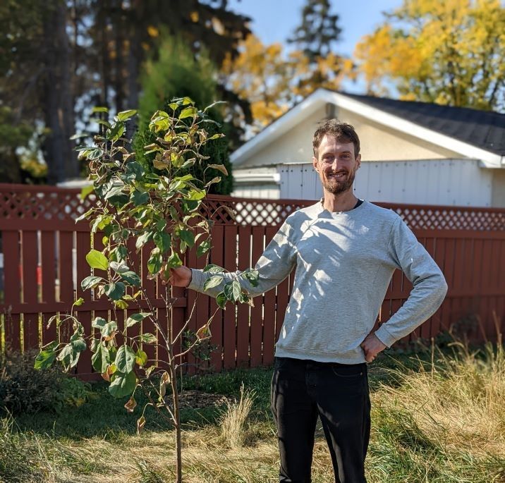 Apple tree being planted in the garden.
