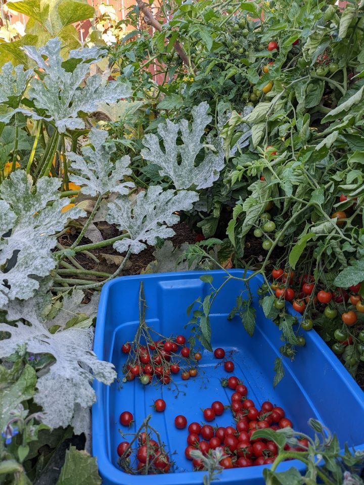Zucchini plants and tomato vines with blue harvest tote.
