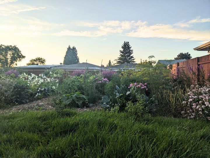 Vegetable garden with pink cosmos, blue borage and white tobacco flowers.