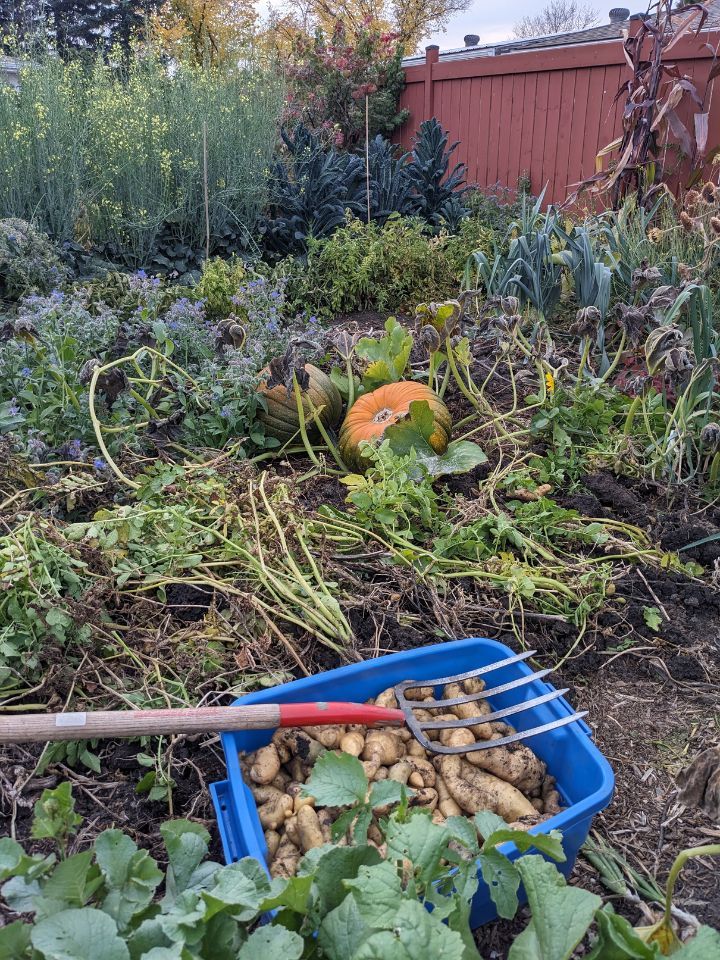 Blue container filled with recently harvested potatoes in the garden. A red digging fork rests on top.