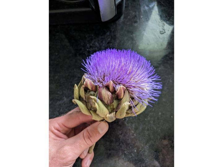 Artichoke heart turning into a purple flower.
