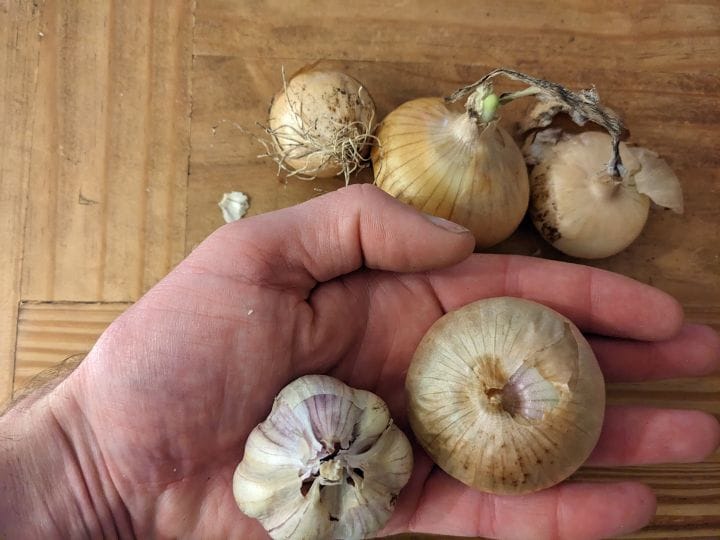 Hand holding a small bulb of garlic and a small onion, resting on a wooden table with three other onions.