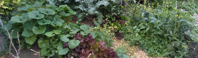 Kale, lettuces, arugula and squash planted in garden beds.