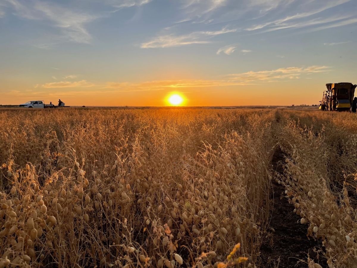 A picture showing rows of dried chickpeas with a ute and mini plot harvester to the sides and the sun setting in the middle.