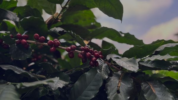 幻のコーヒー「ユーゲニオイデス」とは？〜特徴とその背景を読み解く〜