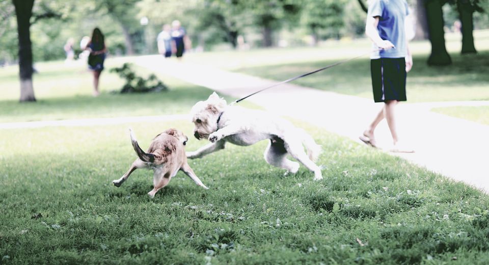 When the Dog-Whistle Sounds, We All Get Bitten