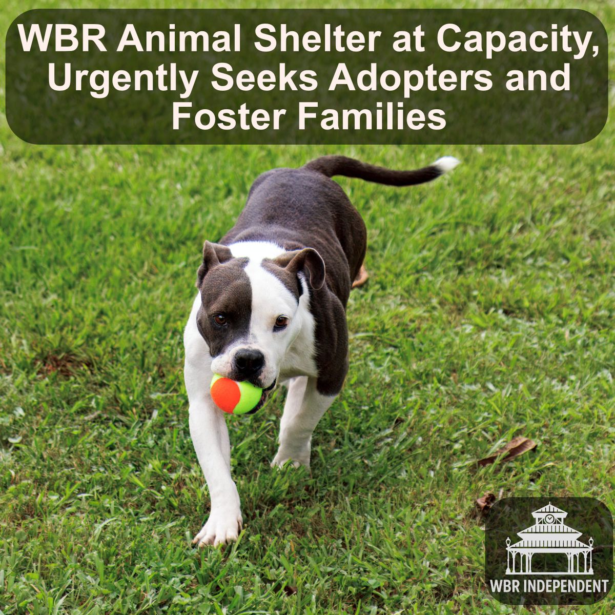 WBR Animal Shelter at Capacity, Urgently Seeks Adopters and Foster Families