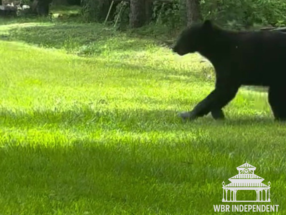 WBRSO Responds to Bear Sighting in Erwinville Area