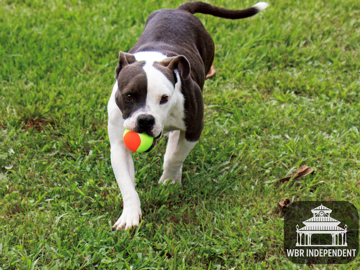 WBR Animal Shelter at Capacity, Urgently Seeks Adopters and Foster Families