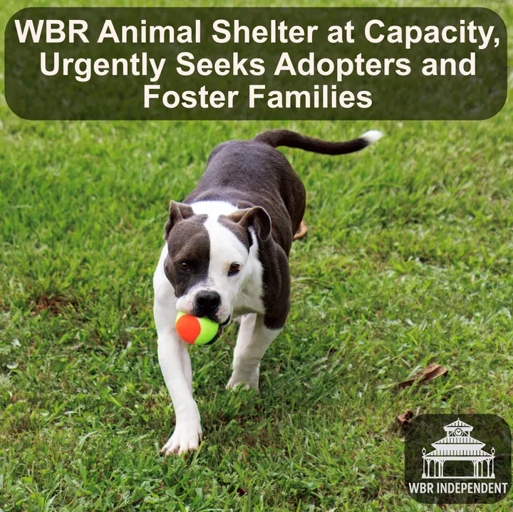 WBR Animal Shelter at Capacity, Urgently Seeks Adopters and Foster Families