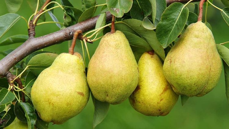 Parable of the Pear Tree