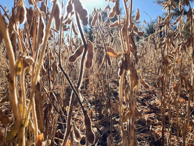 Another Reason I'm Grateful to be a Massage Therapist