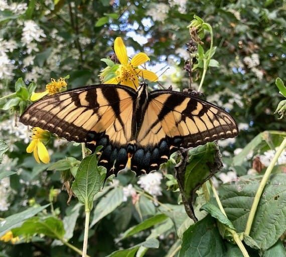 Anxiety, Massage, Me, and You: The Origin Story of the Calm Up Session