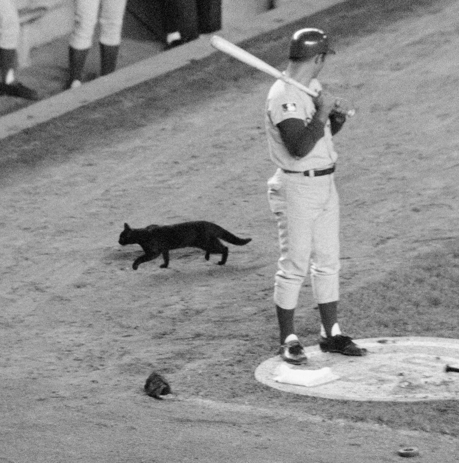 The most famous animal in baseball history, on its walk at Shea — Sept 9, 1969