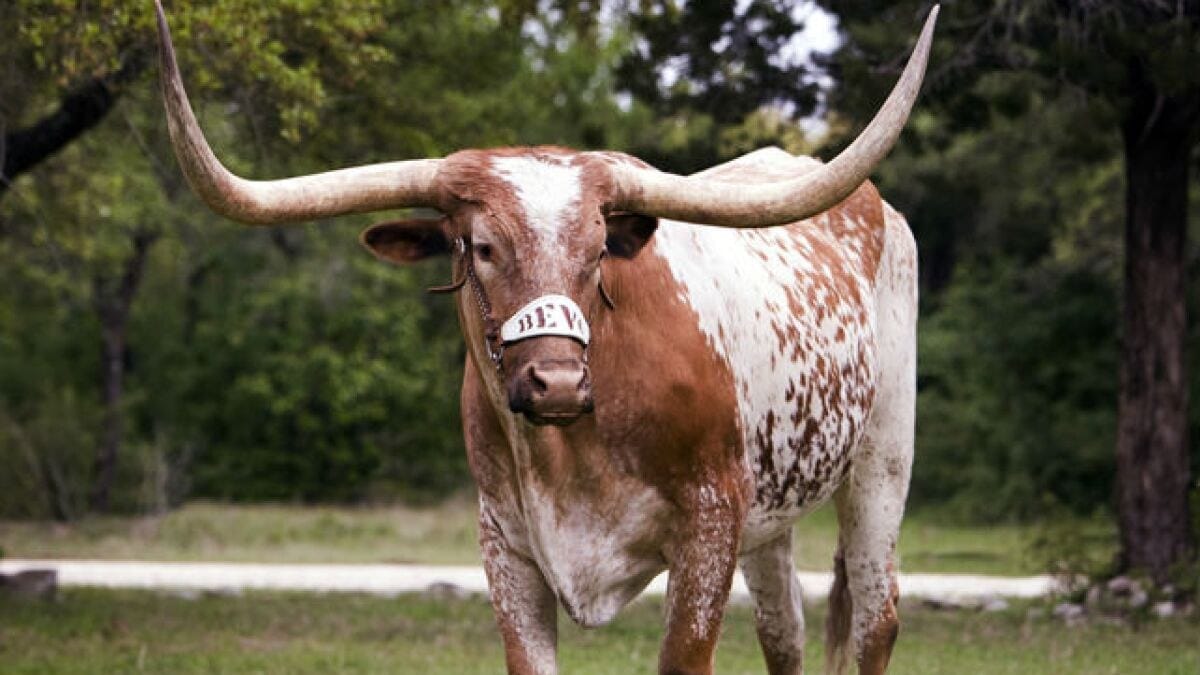 Bevo XV: 1,700 pounds of barely contained opinion.
