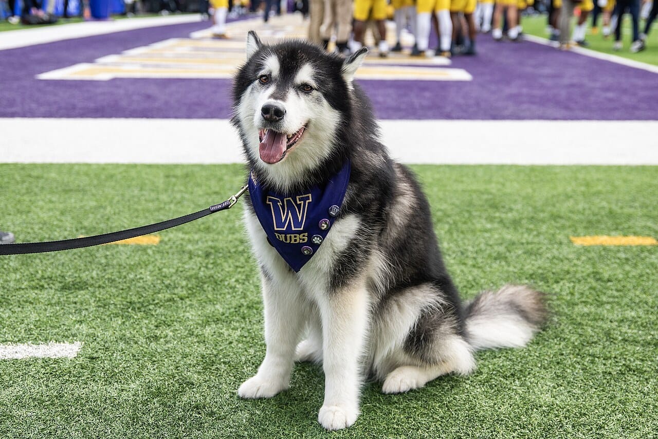 Dubs on the Husky Stadium turf — a Malamute with a linebacker's job description.