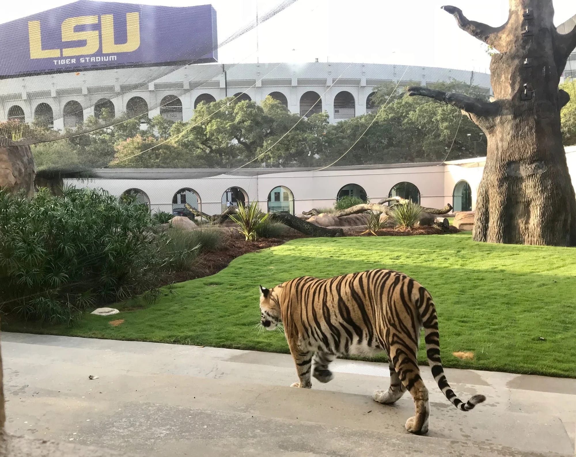 Mike VII in the $3.7 million habitat, Tiger Stadium behind him. He does not attend the games. He just lives here.