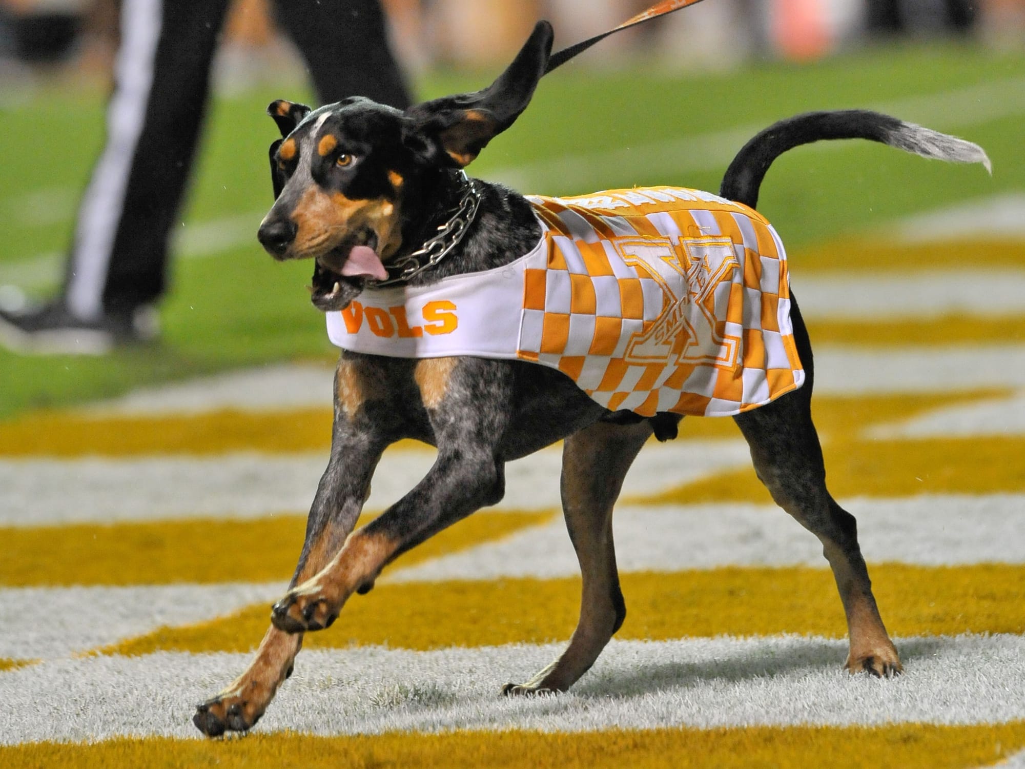Smokey at full howl-adjacent sprint.