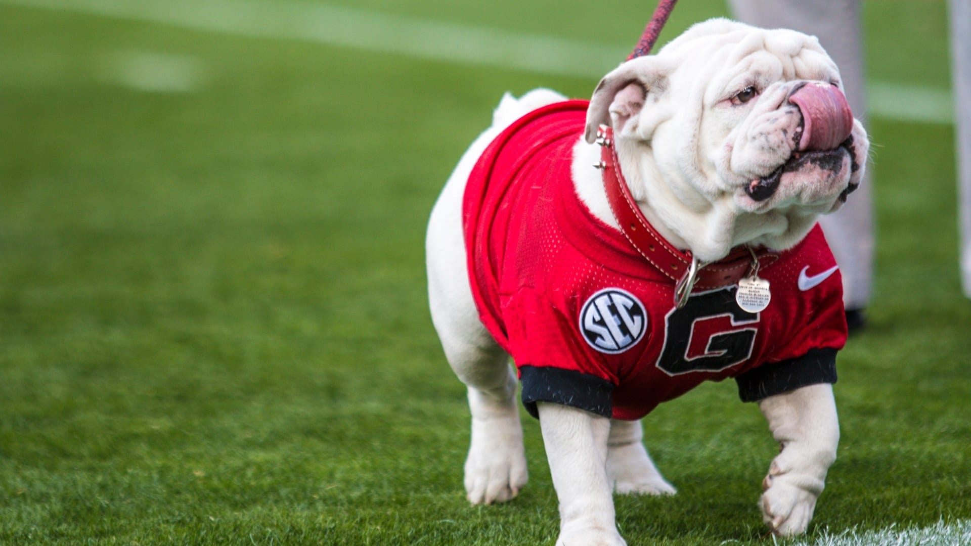 Uga: air-conditioned doghouse, marble mausoleum, two SEC titles.