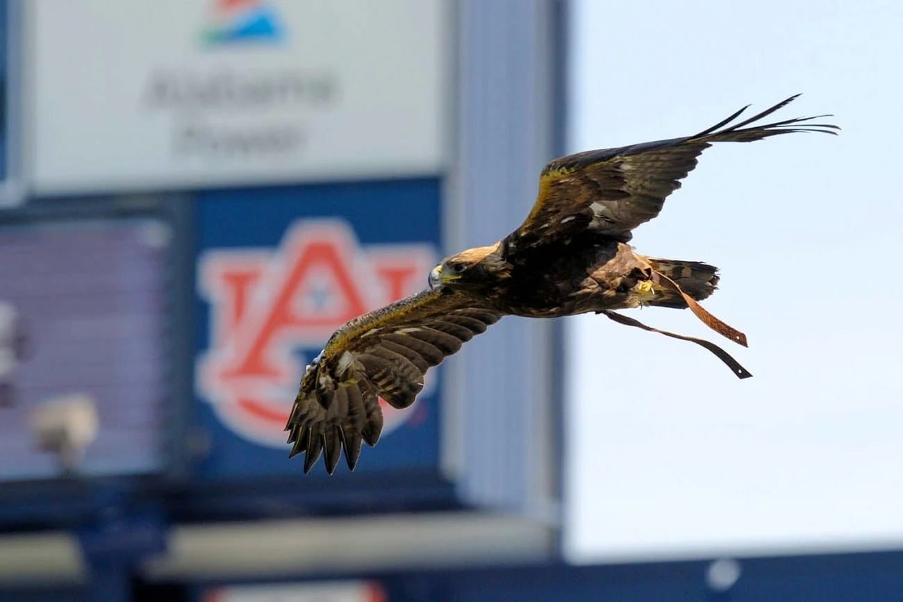 Untethered over Jordan-Hare — 87,000 people, dead silent.