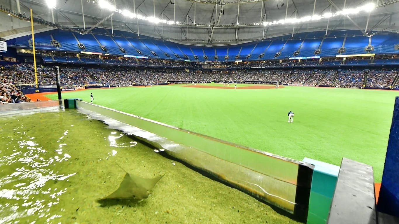 The touch tank beyond the right-center field fence.