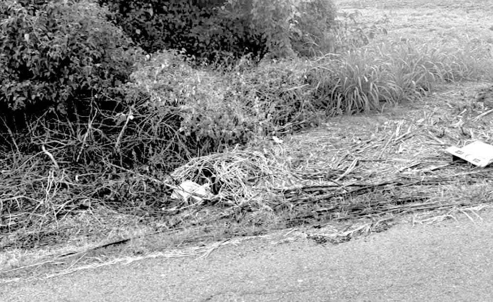 Overgrown vegetation and debris along a drainage ditch on Lemoine Lane in Moreauville, photographed Sept. 14.