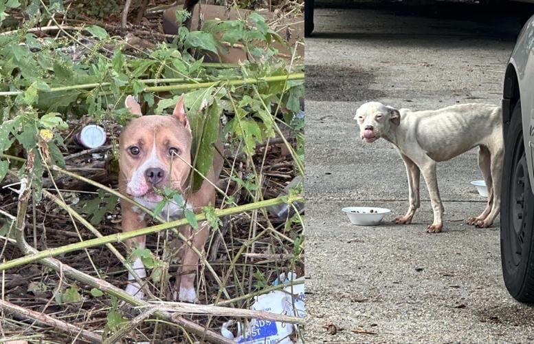 Pets abandoned at record rate, Humane groups overwhelmed