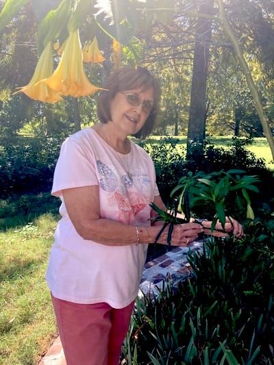 🦋 Butterfly Gardens Bloom Across Parish to Support Monarchs