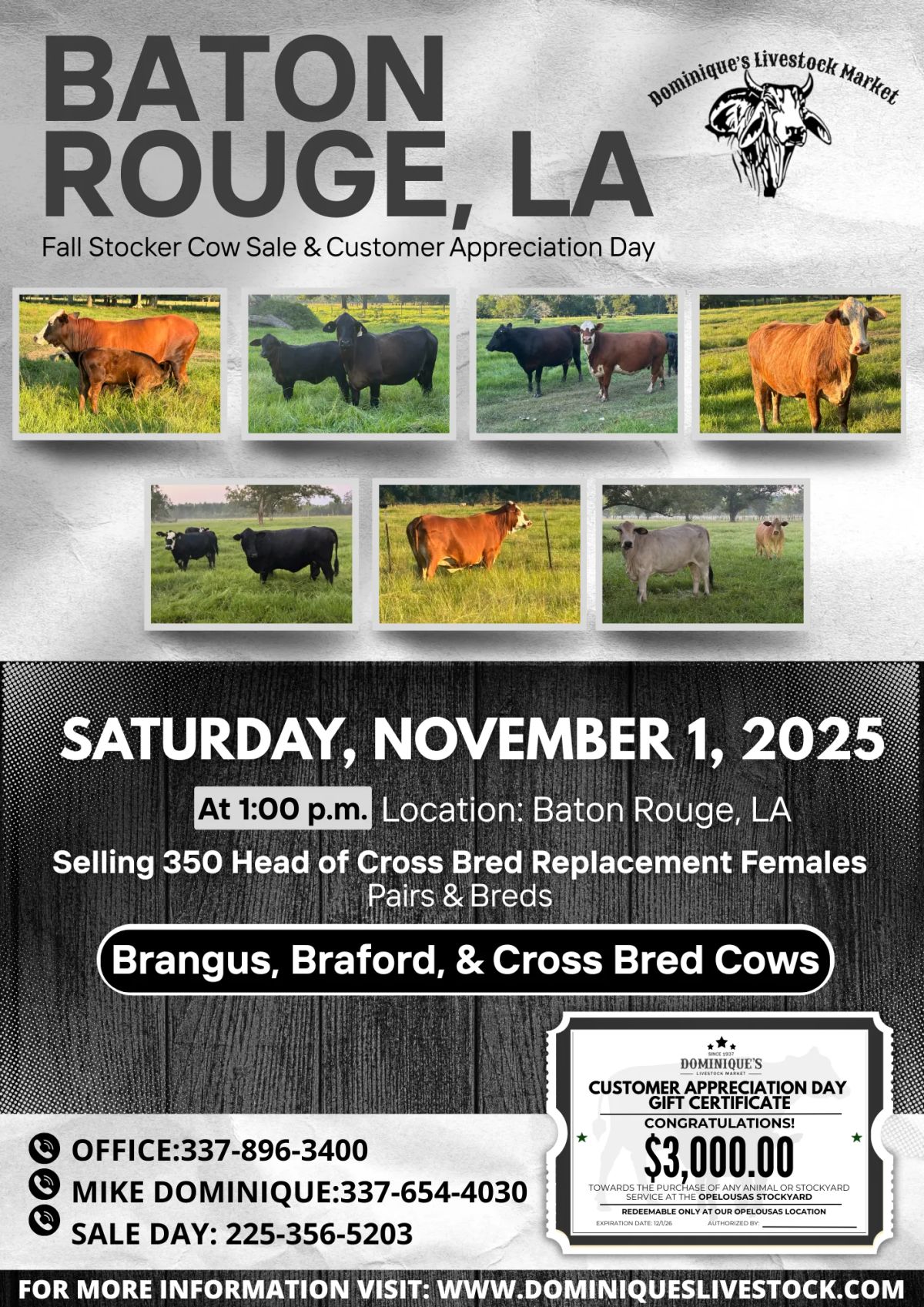 🐄350 Head Sale & $3,000 Giveaway: Dominique’s Fall Stocker Cow Event!