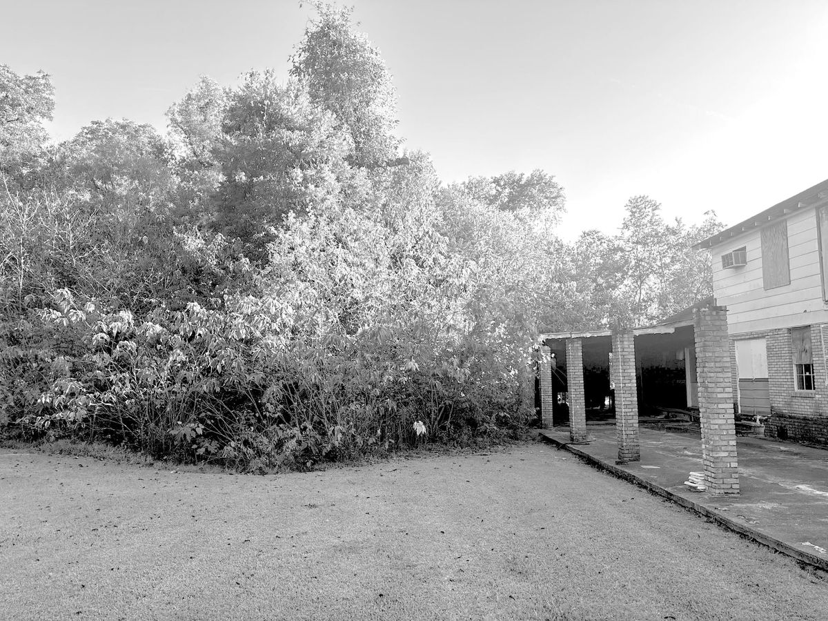 🌳✨ Operation Blight Fight: Bunkie Revitalizes Community!