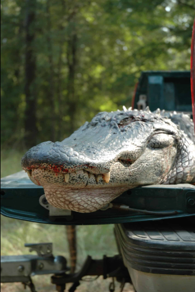 Gator Lottery Now Open! Bigger Season Ahead! 🐊