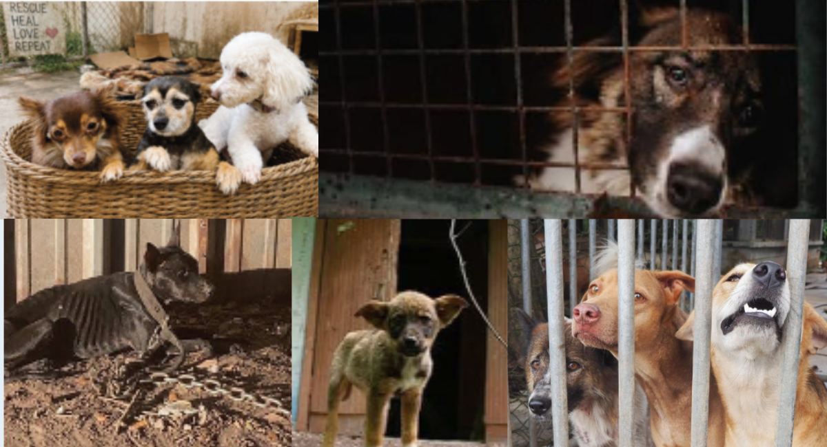 🐾 Big Step for Avoyelles: $350,000 Funding for Animal Shelter! 🏡