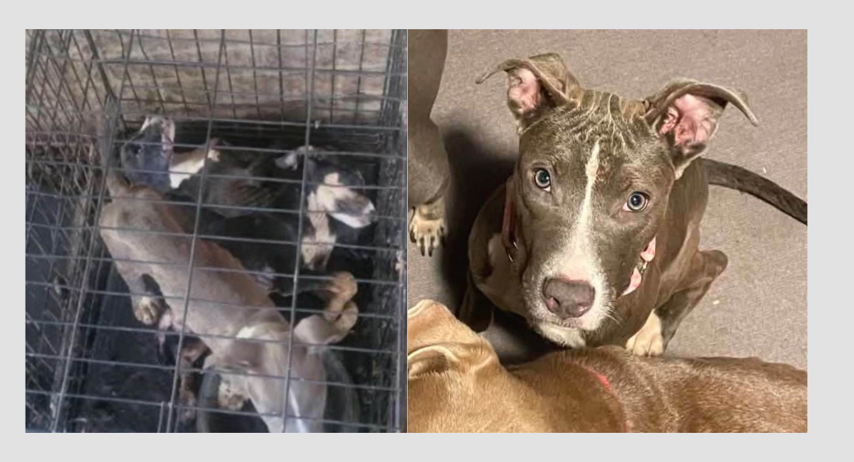 Social media post leads to Hessmer Animal Cruelty Case